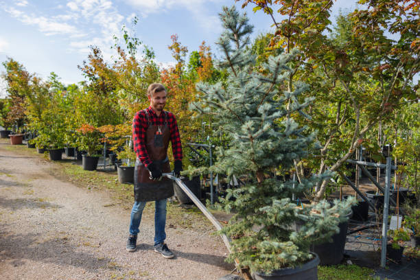 How Our Tree Care Process Works  in  North Shore, CA